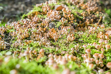 Image showing lots of mushrooms