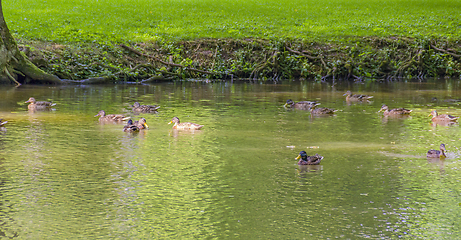 Image showing Wild ducks swimming in a pond