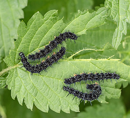 Image showing european peacock caterpillars