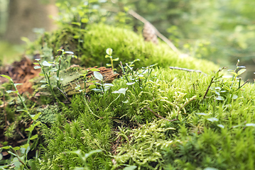 Image showing ground cover vegetation