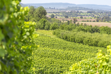 Image showing winegrowing scenery in Hohenlohe