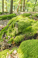 Image showing sunny forest scenery