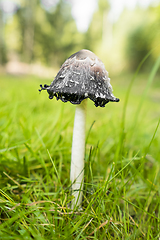 Image showing shaggy ink cap mushroom
