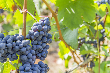 Image showing blue grapes closeup