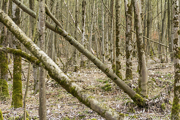 Image showing forest scenery with trees