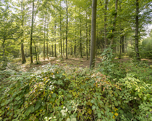 Image showing idyllic forest scenery