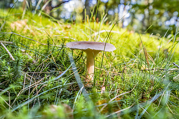 Image showing low angle mushroom