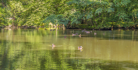 Image showing Wild ducks swimming in a pond