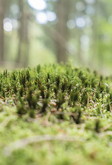 Image showing sunny forest scenery