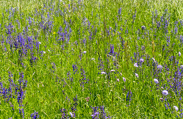 Image showing wildflower meadow closeup