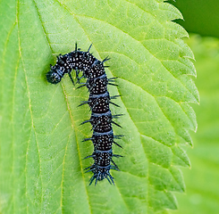 Image showing european peacock caterpillar