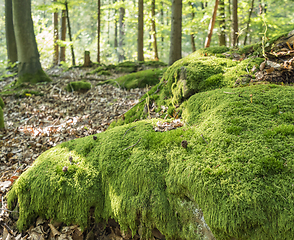 Image showing sunny forest scenery