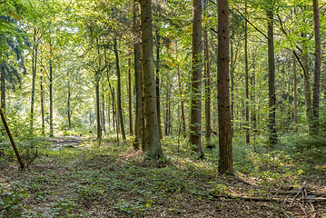 Image showing idyllic forest scenery