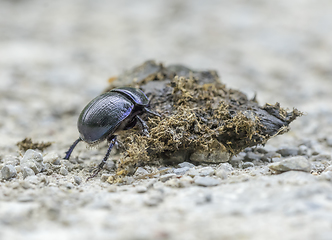 Image showing dung beetle closeup