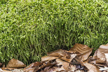 Image showing green moss and autumn foliage