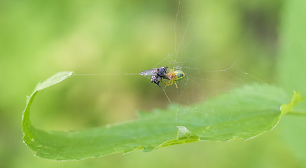 Image showing spider with prey