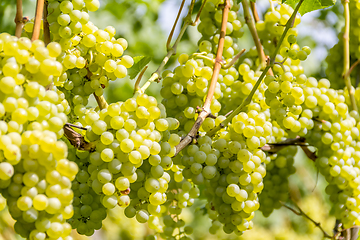 Image showing white grapes closeup