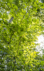 Image showing sunny illuminated green foliage