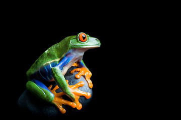 Image showing frog on a rock isolated on black