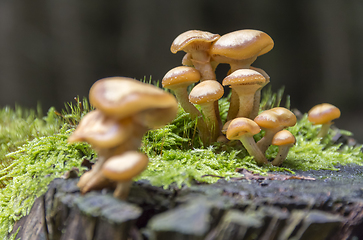 Image showing lots of mushrooms