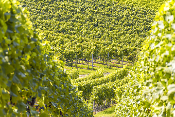 Image showing sunny vineyard scenery