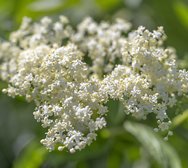 Image showing elder flower closeup