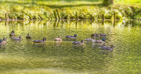 Image showing Wild ducks swimming in a pond