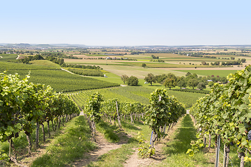 Image showing winegrowing scenery in Hohenlohe