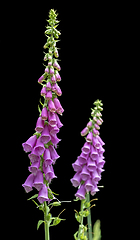 Image showing common foxglove flowers