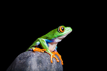 Image showing red-eyed tree frog on a rock