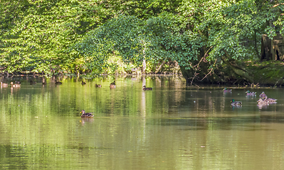 Image showing Wild ducks in a idyllic pond