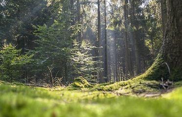 Image showing sunny forest scenery