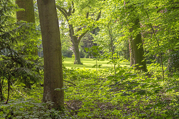 Image showing idyllic forest scenery