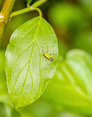 Image showing small green beetle on green leaf