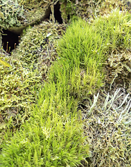 Image showing ground cover vegetation