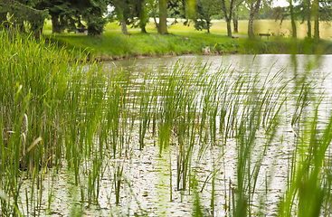 Image showing riparian lake scenery