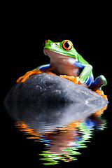 Image showing frog on a rock isolated black
