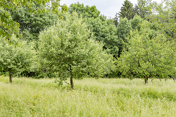 Image showing sunny woodside scenery