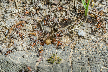 Image showing lots of ants