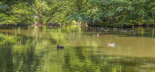 Image showing Wild ducks swimming in a pond