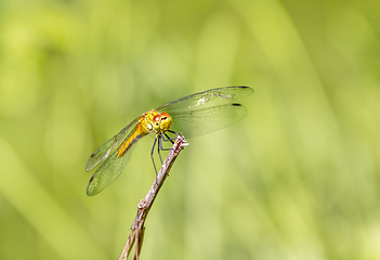 Image showing resting dragonfly