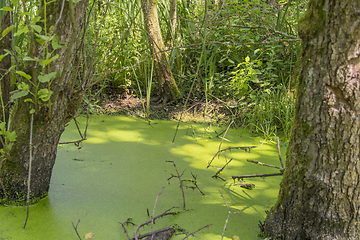 Image showing sunny wetland scenery