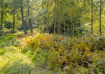 Image showing idyllic forest scenery