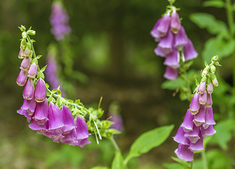 Image showing common foxglove flowers