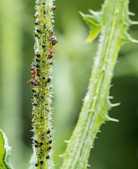 Image showing plant lice colony