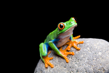 Image showing frog on a rock isolated