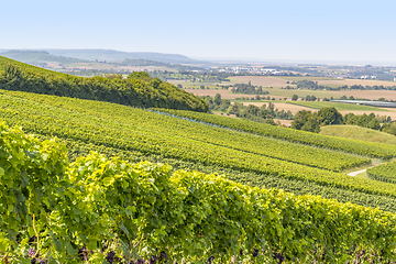 Image showing winegrowing scenery in Hohenlohe