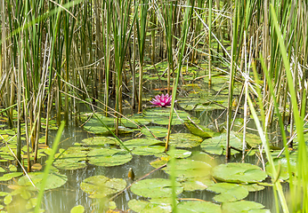 Image showing water lilies in a pond