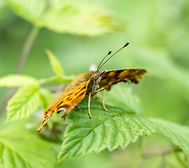 Image showing anglewing butterfly closeup