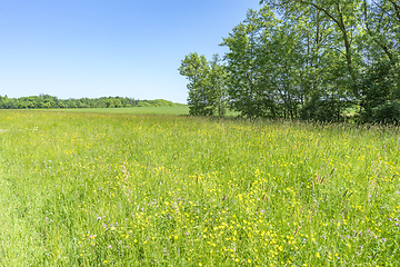 Image showing idyllic spring time scenery